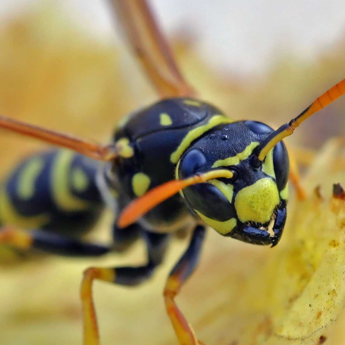 European paper wasp